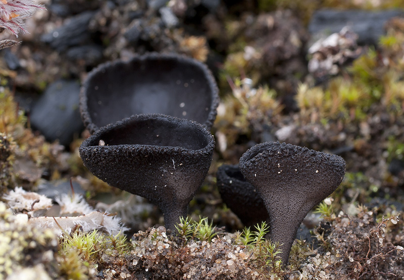 Helvella corium